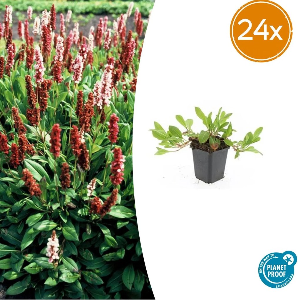 Persicaria aff. 'Darjeeling Red' - 20cm
