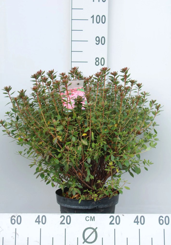 Azalea japonica - oranje - pot 10L - 50-60 cm