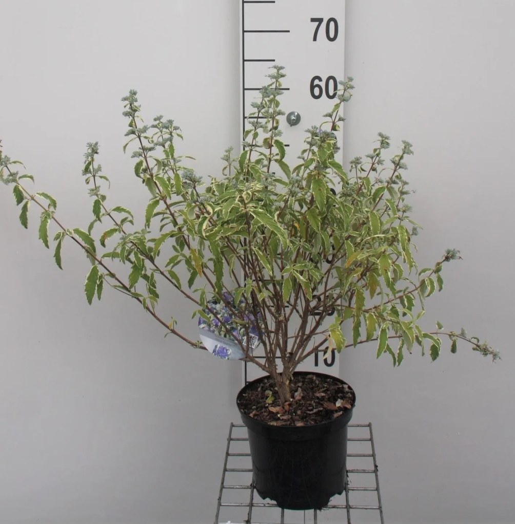 Caryopteris x clandonensis 'White Surprise' - pot - 30-40 cm
