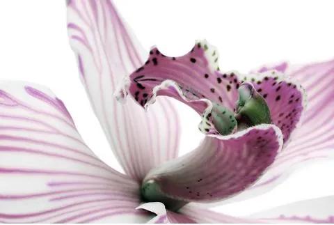 Artprint achter acrylglas »Orchidee« 60x40 cm