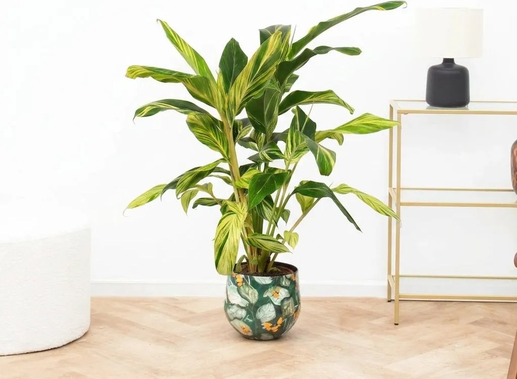 Alpinia variegata - 90cm