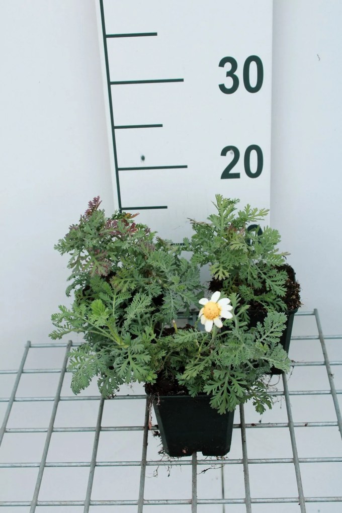 Anthemis 'Susanna Mitchell' - pot 9x9 cm