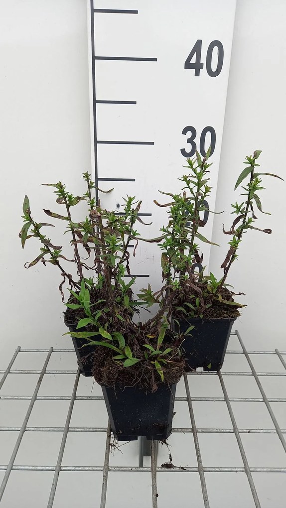 Aster novi-belgii 'Winston Churchill' - pot 9x9 cm