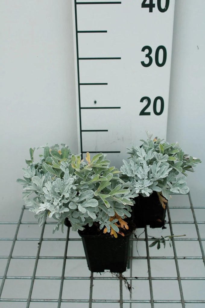 Artemisia stelleriana 'Boughton Silver' - pot 9x9 cm -