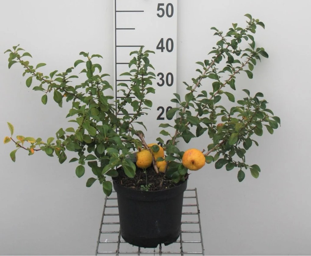 Chaenomeles japonica 'Sargentii' - pot - 30-40 cm -