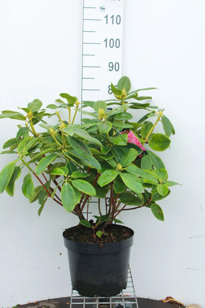 Rhododendron 'Germania' - pot 10L - 60-80 cm