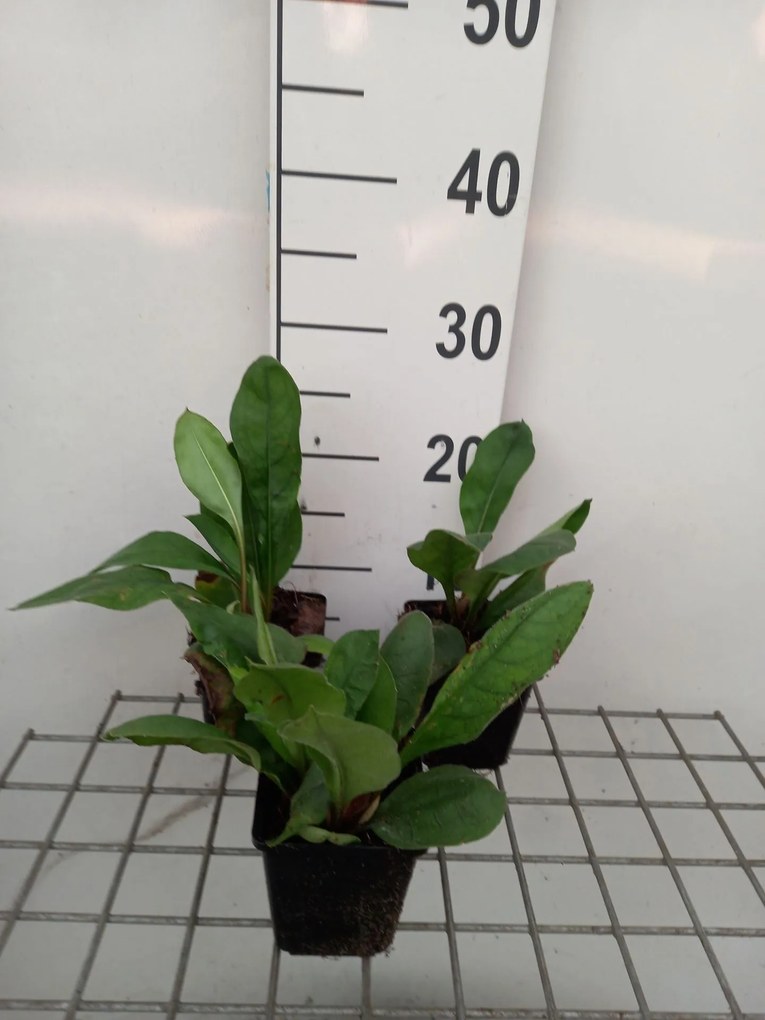 Pulmonaria 'Blue Ensign' - pot 9x9 cm