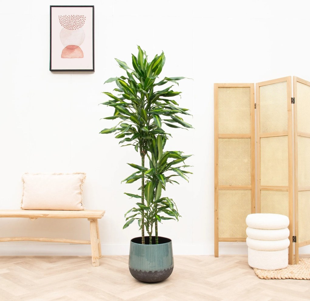 Dracaena Cintho - 150cm