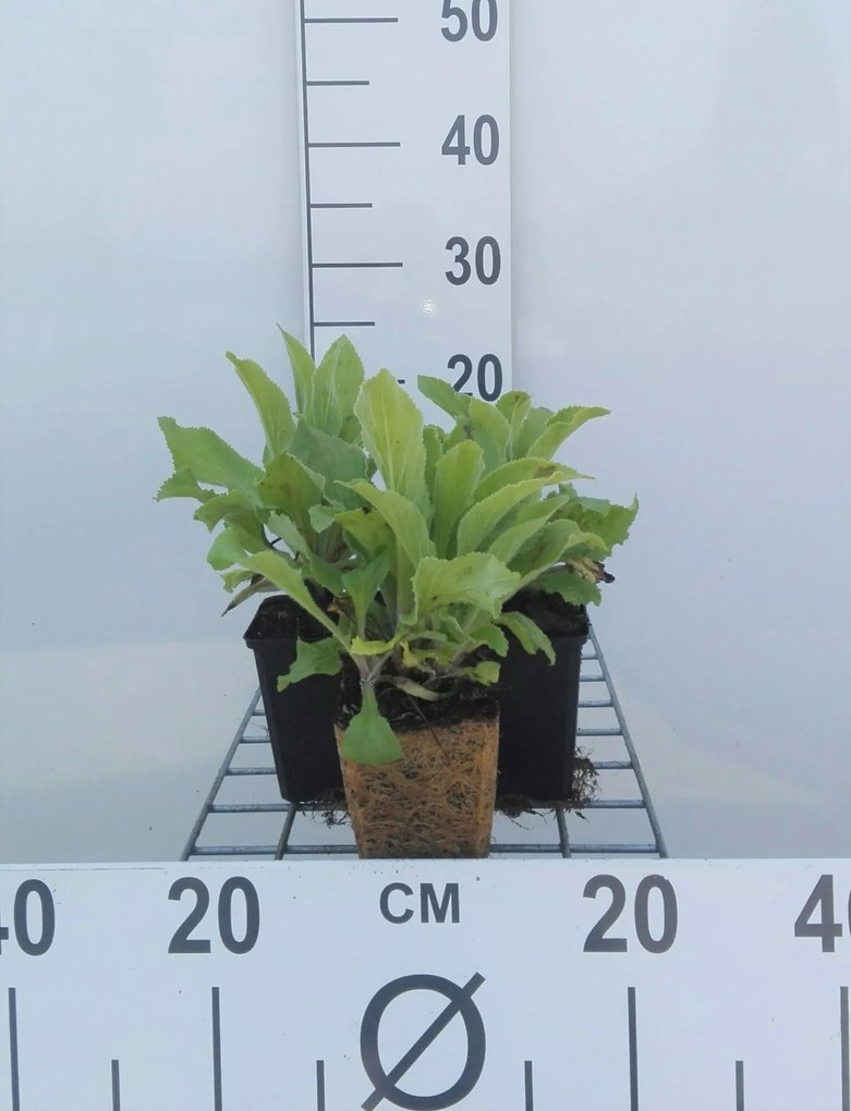 Digitalis 'Mertonensis' - pot 9x9 cm