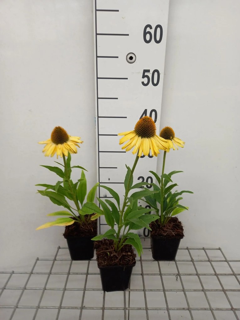 Echinacea 'APECSSIYE' (Sunseekers Yellow) - pot 9x9 cm