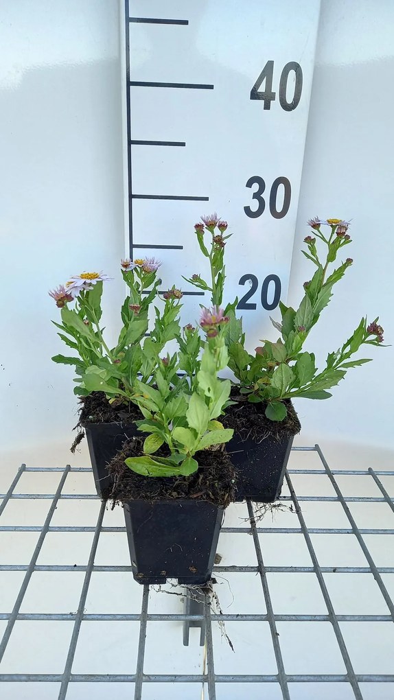 Kalimeris incisa 'Madiva' - pot 9x9 cm