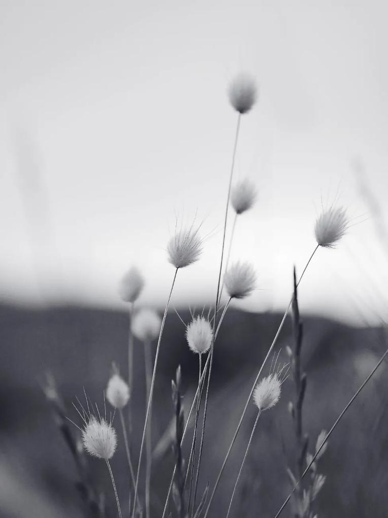 Kunstfotografie Field Grass, Sisi & Seb, (30 x 40 cm)