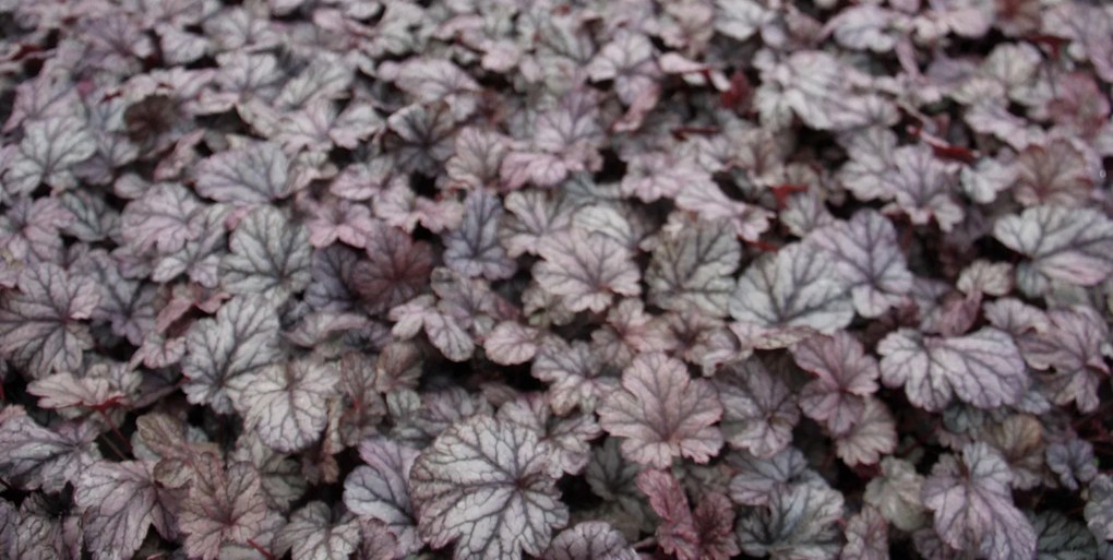 Heuchera 'Shanghai' - pot 9x9 cm