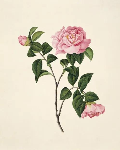 Flower from the Reeves collection