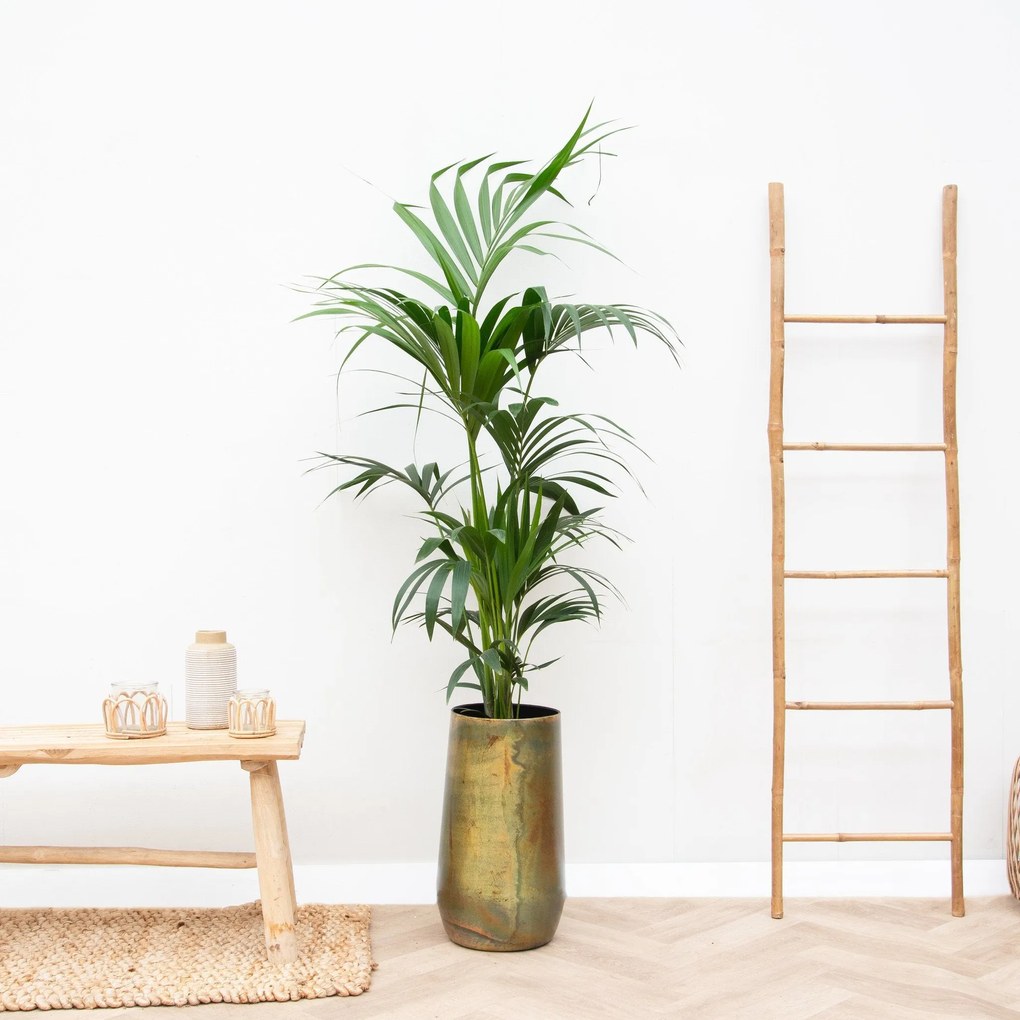 Combi deal - Kentia Palm inclusief Vaas Elisa - 170cm