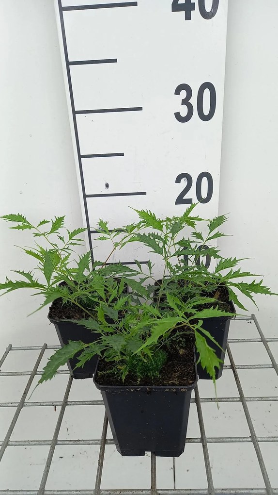Aruncus dioicus 'Kneiffii' - pot 9x9 cm
