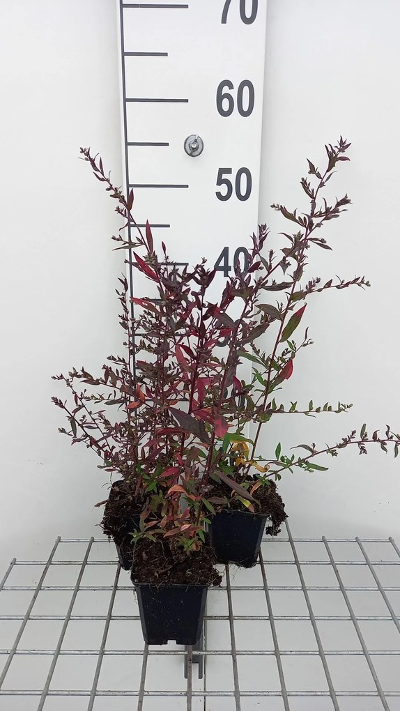 Aster lateriflorus 'Lady in Black' - pot 9x9 cm