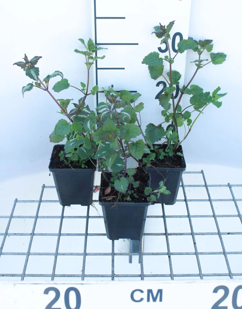 Lamium maculatum - pot 9x9 cm