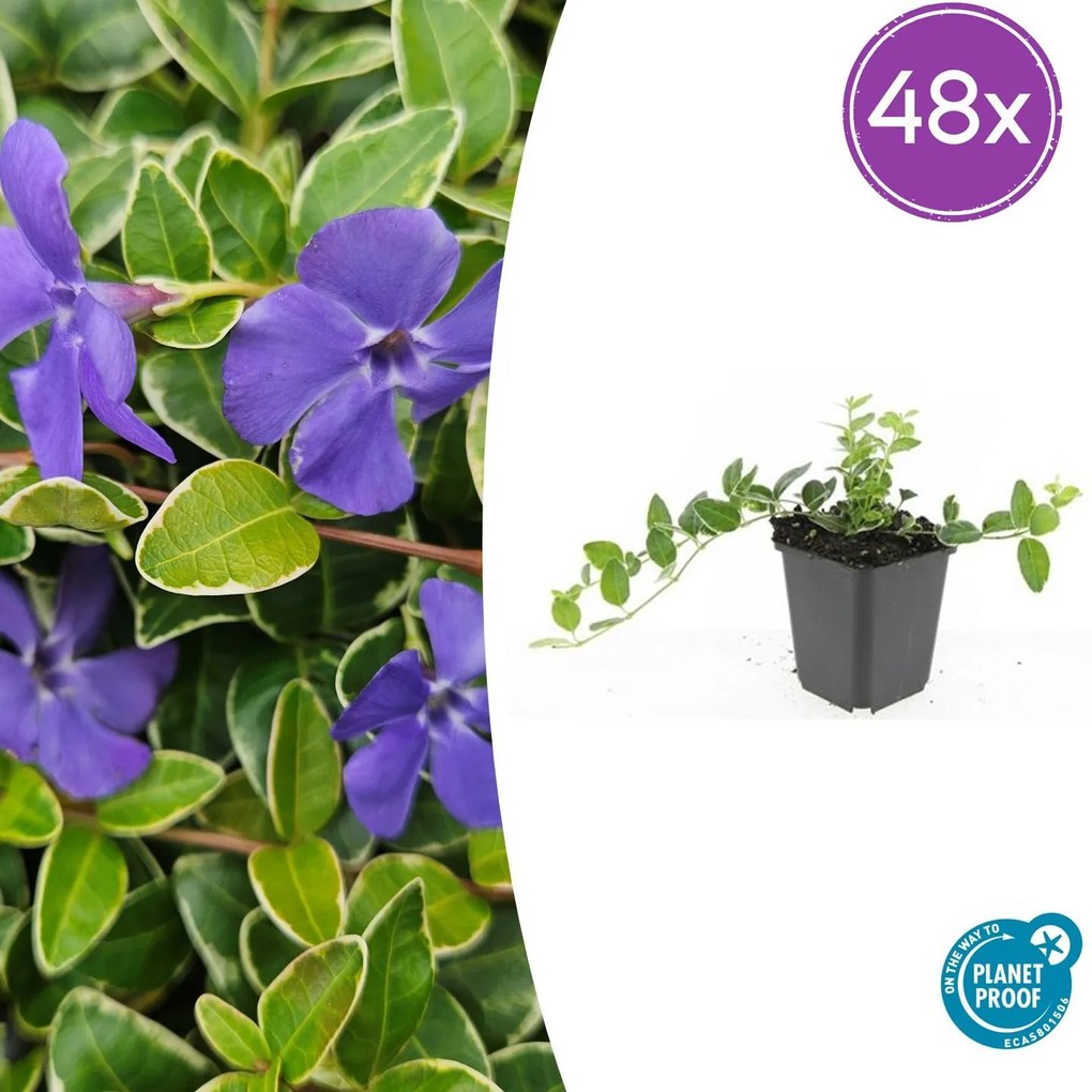 48x Vinca minor 'Ralph Shugert' - ↕10-25cm - Ø9cm
