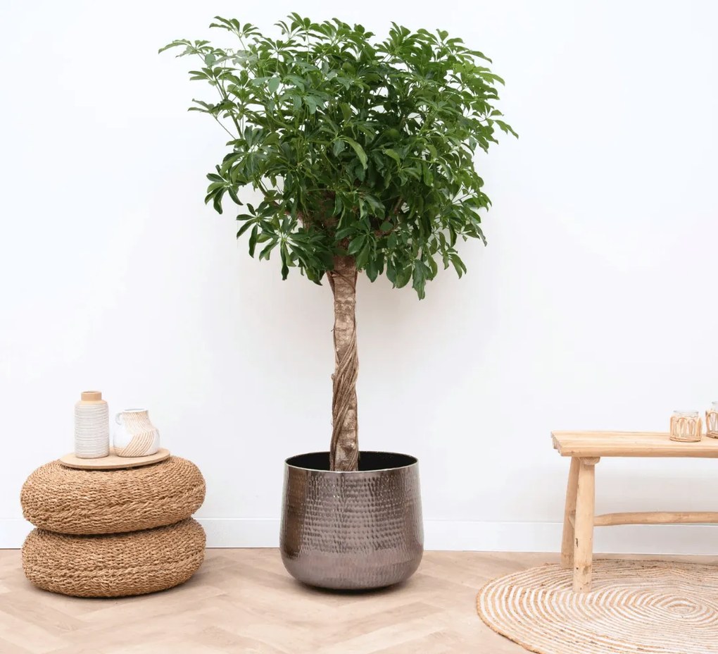Schefflera op stam - 200cm