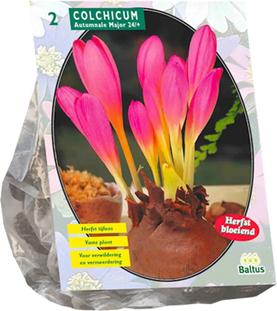 Baltus 'Colchicum Aut. Major' - voorjaarsbloeiers - 2 bollen