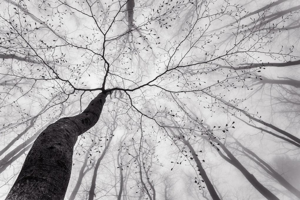 Kunstfotografie A view of the tree crown, Tom Pavlasek, (40 x 26.7 cm)