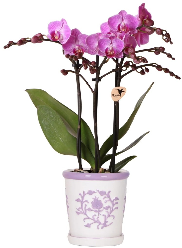 Orchidee Vienna (Phalaenopsis) inclusief Malaga sierpot Lila