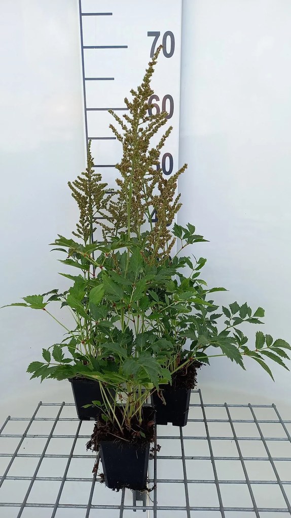 Astilbe 'Amethyst' - pot 9x9 cm -