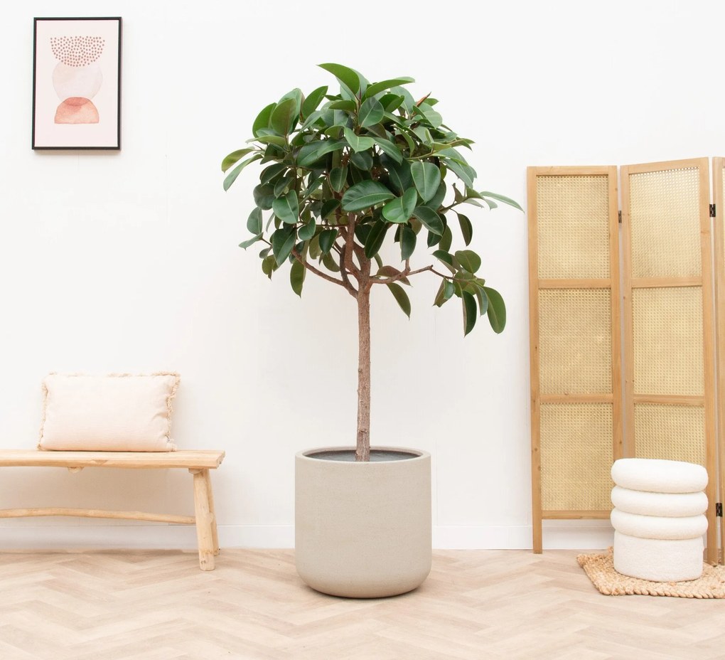 Ficus Elastica Robusta op stam - 170cm