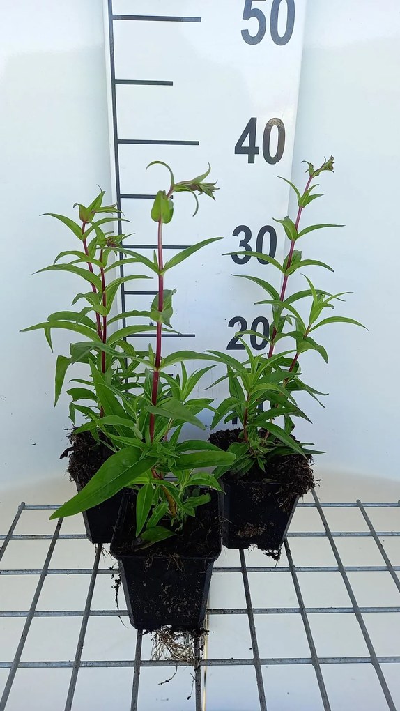 Penstemon 'Rich Ruby' - pot 9x9 cm