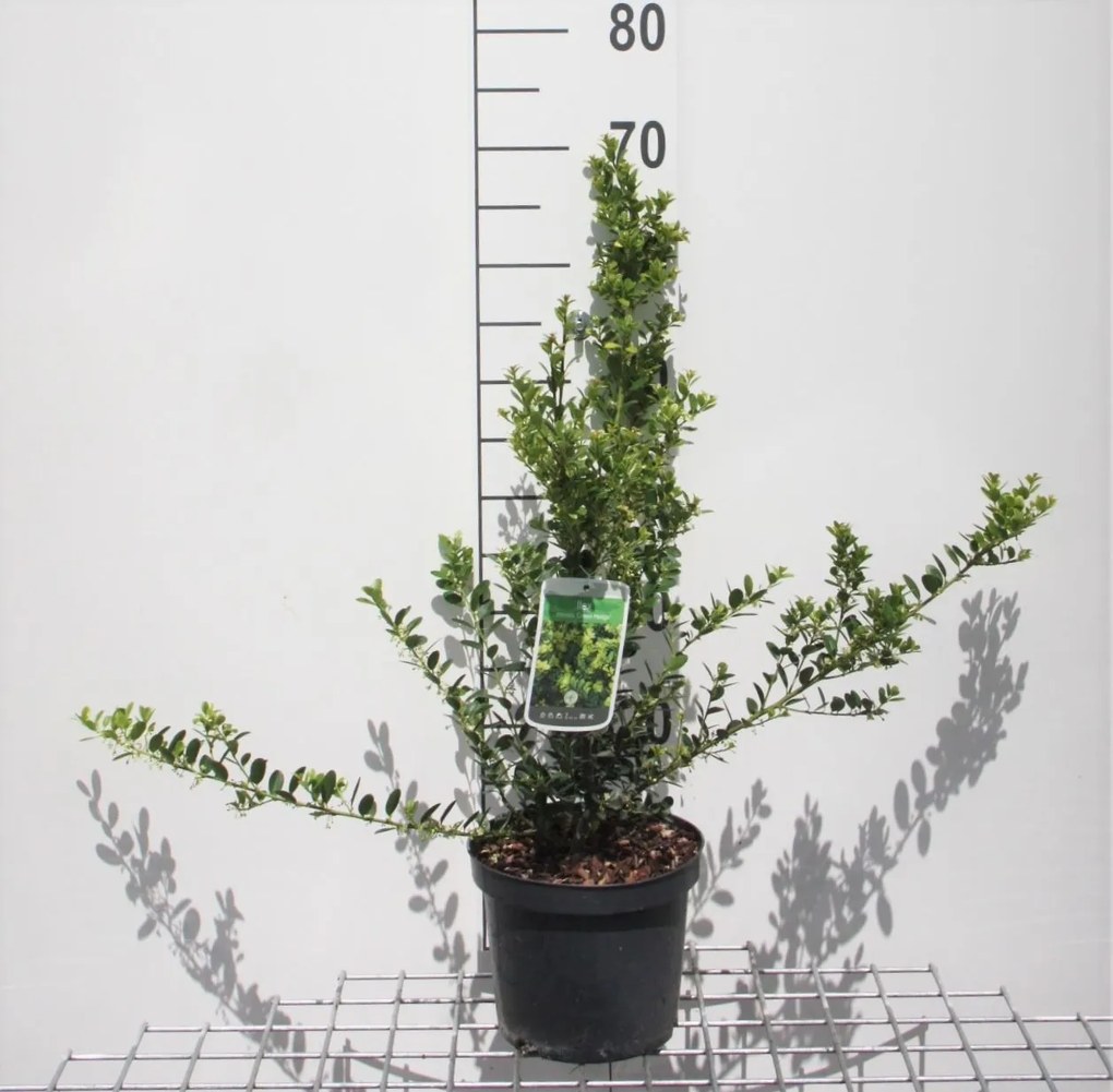 Ilex crenata 'Green Hedge' - pot - 30-40 cm