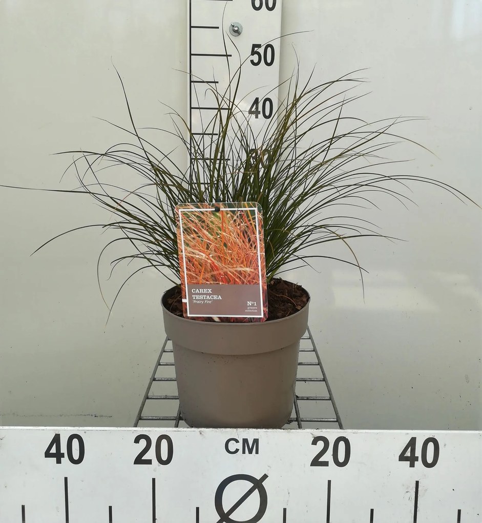 Carex testacea 'Prairie Fire' - pot 3L