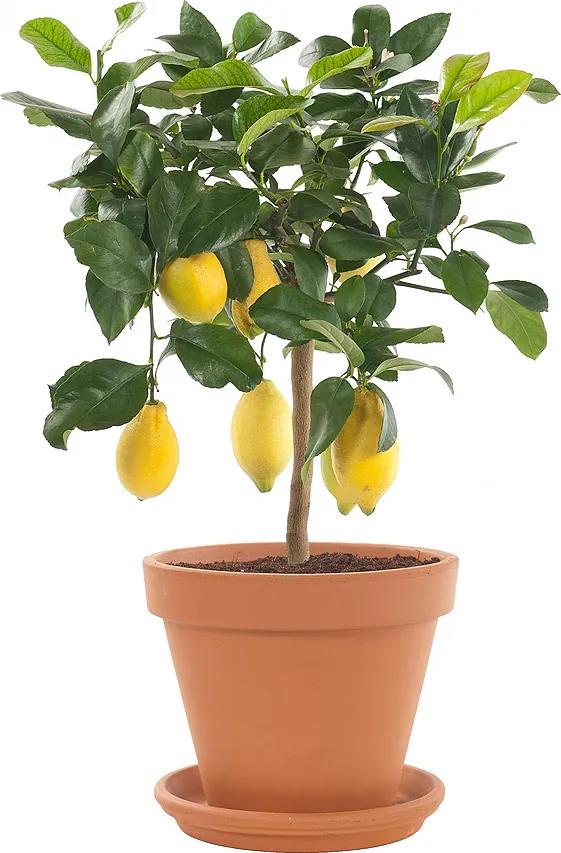 Citrusboom op stam (Citrus Limon) incl. terracotta pot