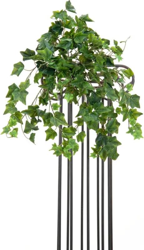 Ivy Bush, Premium, 60cm
