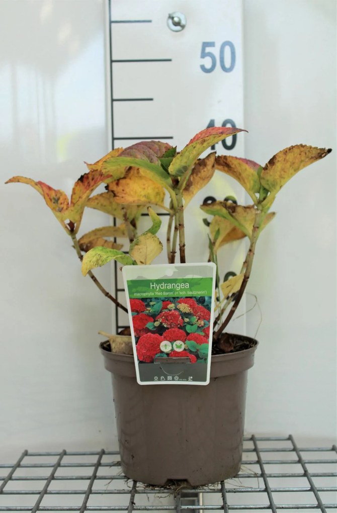 Hydrangea macrophylla 'Schöne Bautznerin' - pot - 25-30 cm