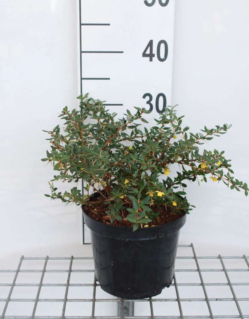 Berberis verruculosa - pot - 25-30 cm