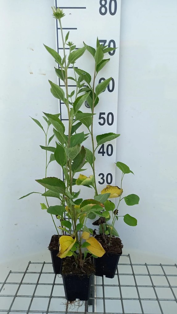 Rudbeckia subtomentosa 'Little Henry' - pot 9x9 cm
