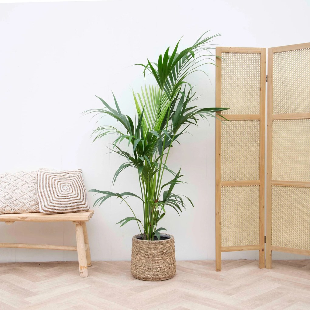 Kentia palm - 190cm
