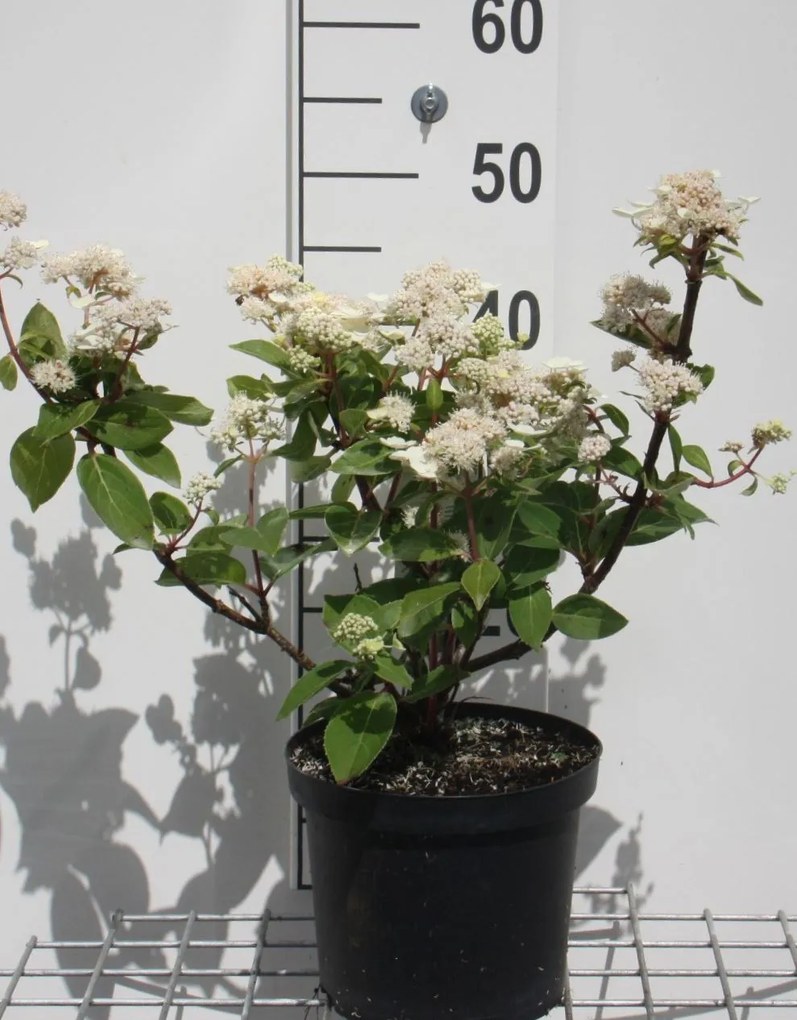 Hydrangea paniculata 'Dharuma' - pot - 30-40 cm