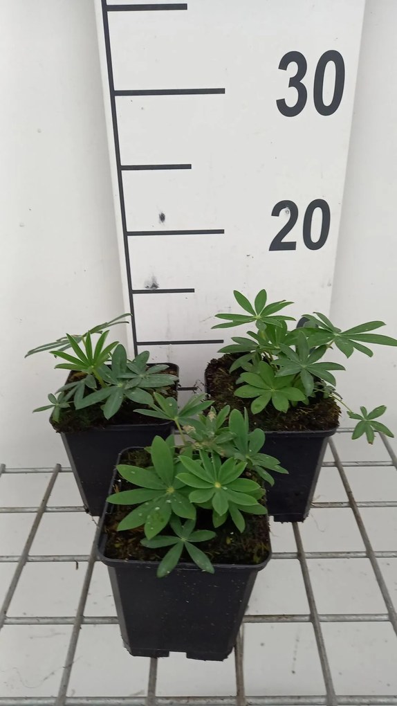 Lupinus 'Noble Maiden' - pot 9x9 cm -