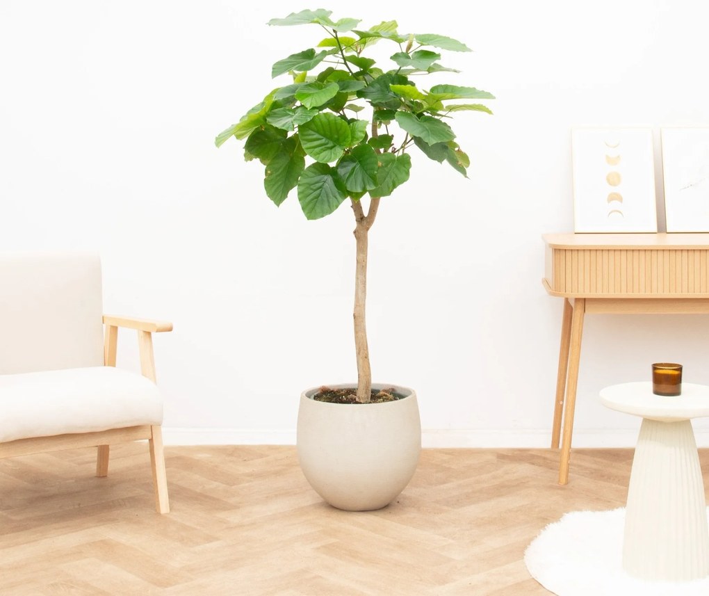 Ficus Umbellata - 180cm