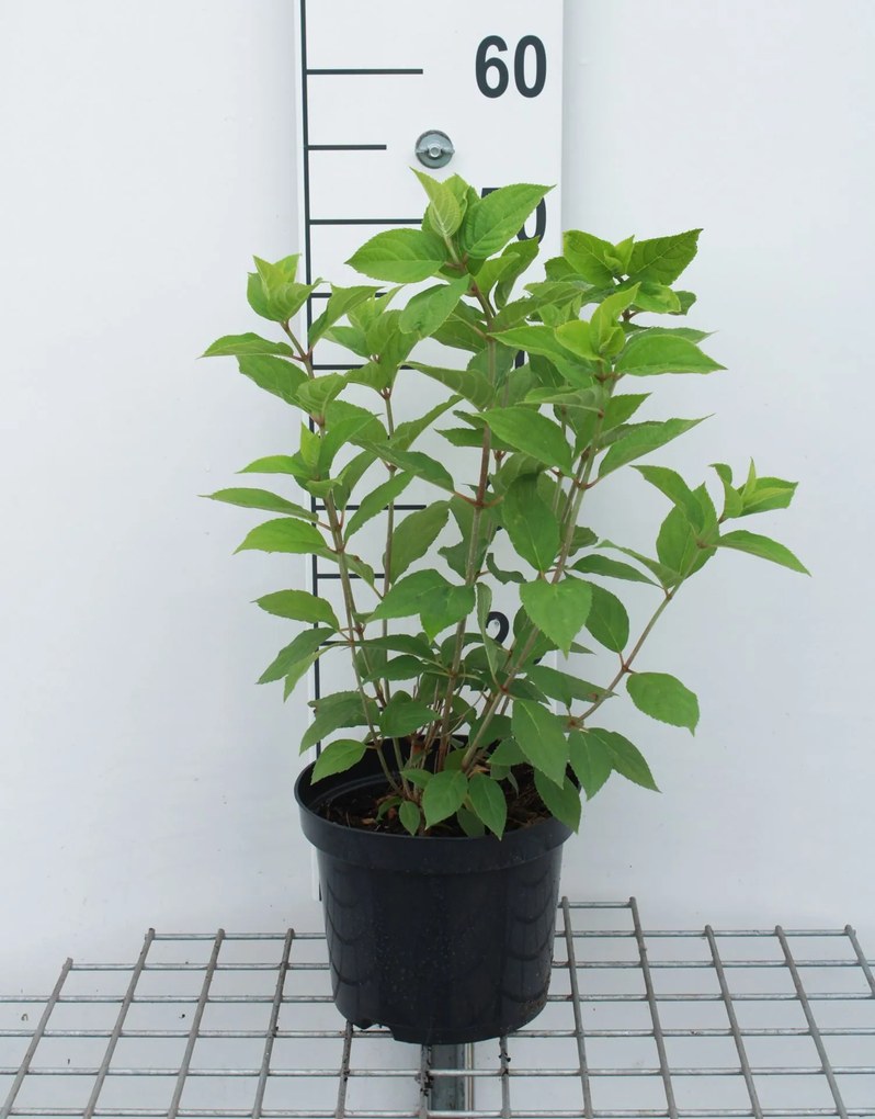 Hydrangea paniculata 'Limelight' - pot - 30-50 cm