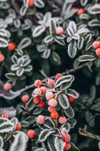 Foto A bush with red berries in, Anastasiia Voloshko