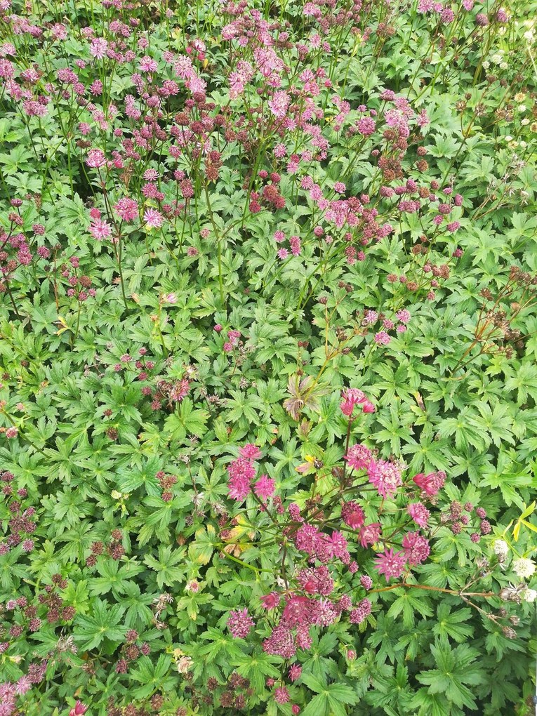 Astrantia major 'Ruby Star' - pot 9x9 cm