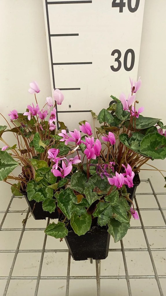 Cyclamen hederifolium 'Rose Pearls' - pot 9x9 cm -