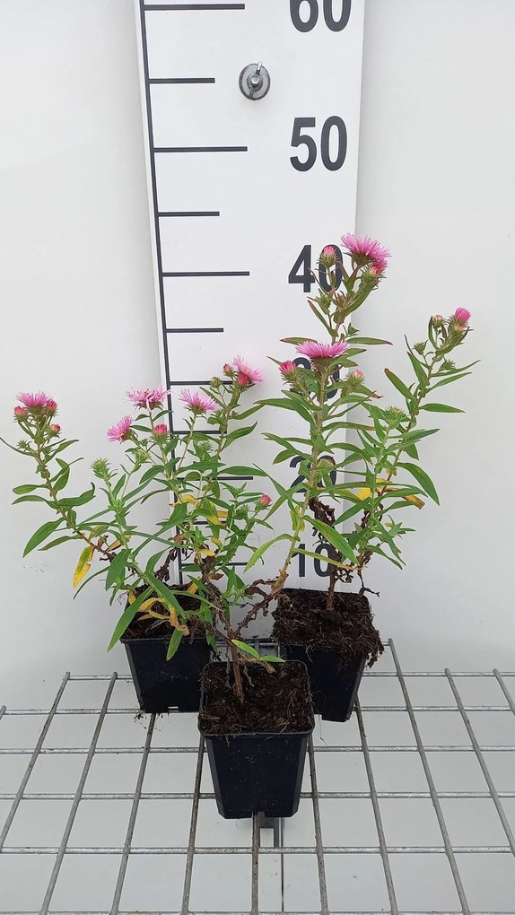 Aster novae-angliae 'Rudelsburg' - pot 9x9 cm