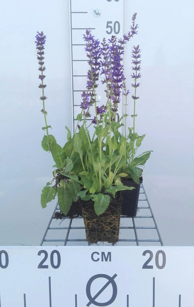 Salvia nemorosa 'Mainacht' - pot 9x9 cm -