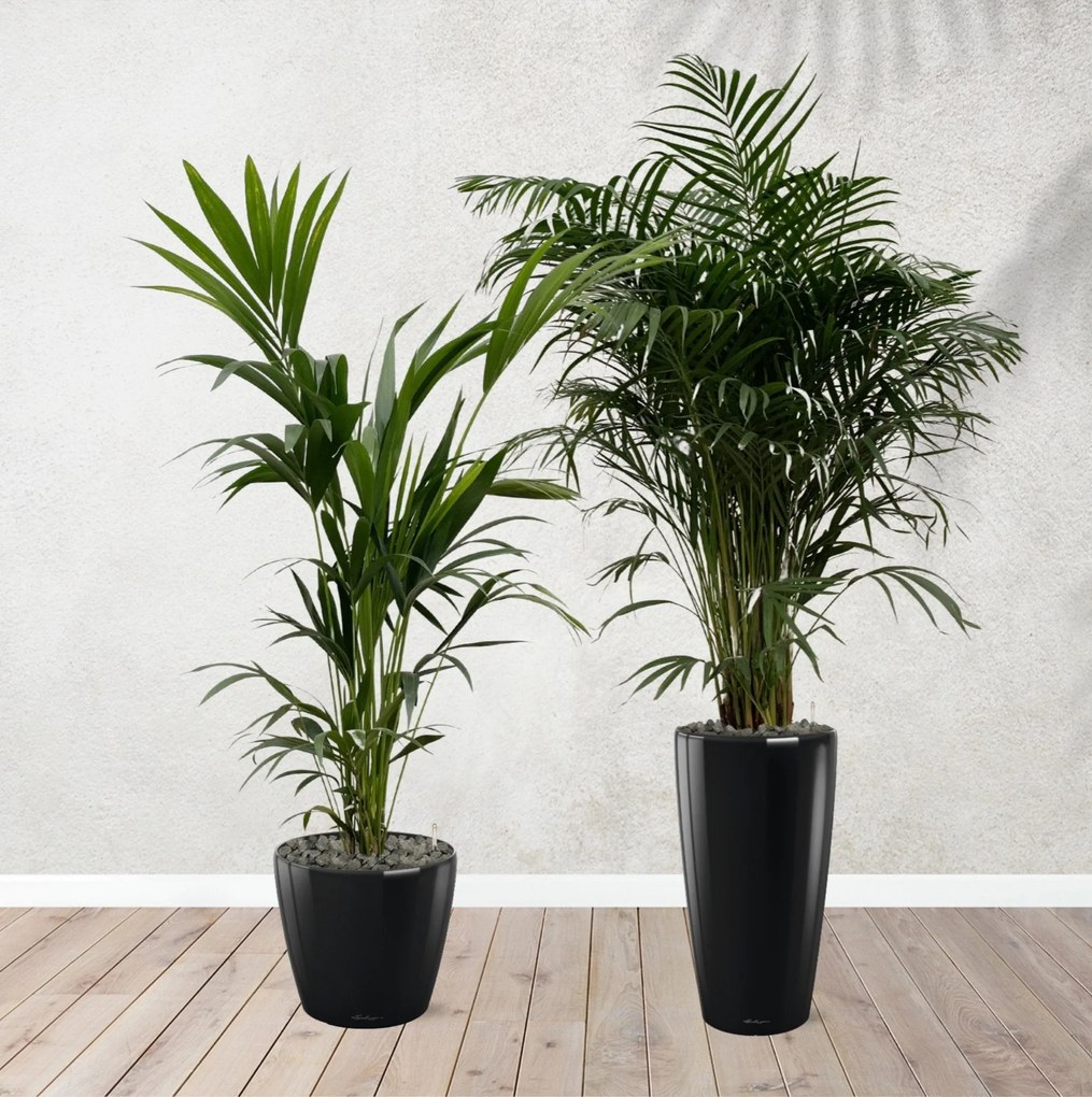 Combi deal - Areca palm 170 cm - Kentia palm 170 cm inclusief zelfwaterende potten