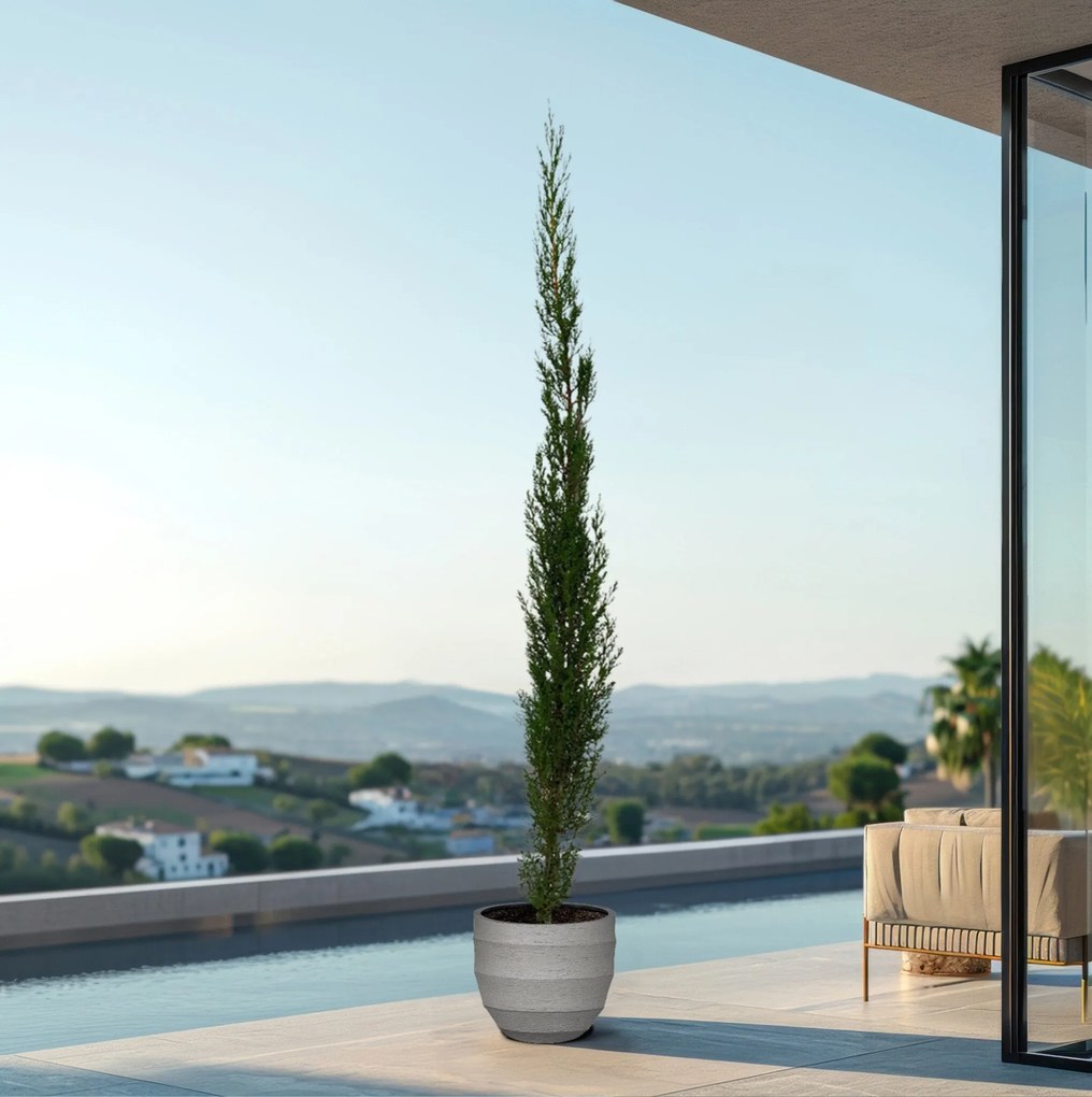 Cupressus piramide - 160cm