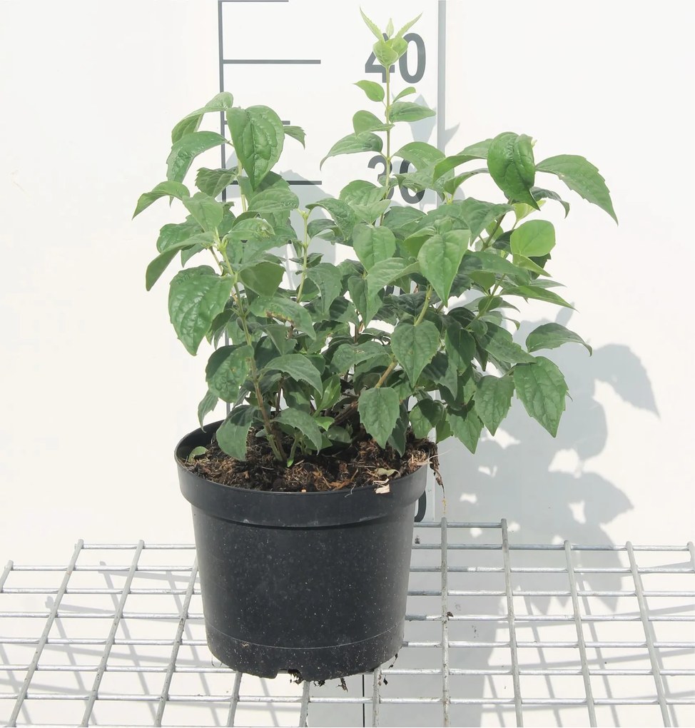 Philadelphus'Virginal'- pot - 50-60 cm